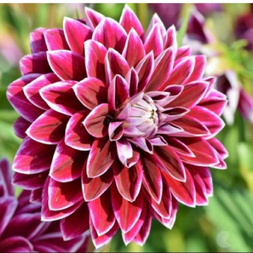 Meet your Posher, Rebekah